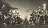 Los Angeles Coliseum Christmas Trees.jpg